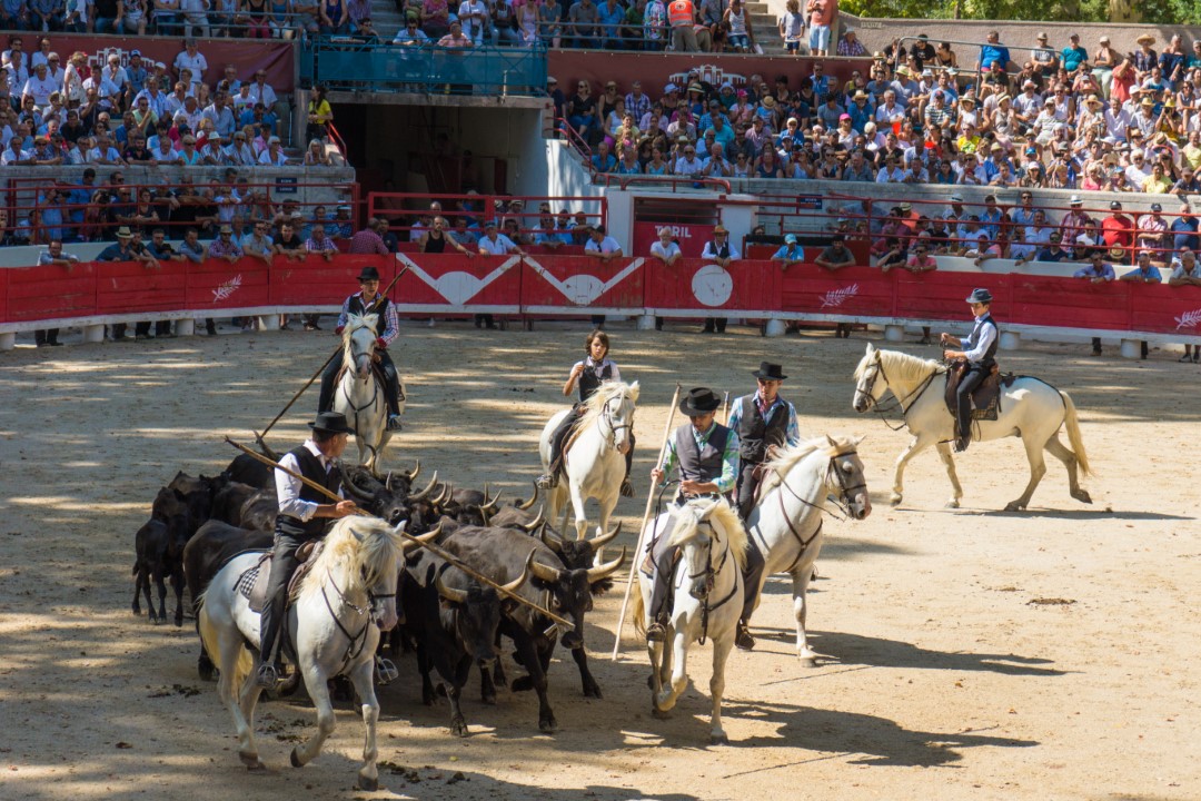 Beaucaire_2017-07_Course camarguaise_c2.JPG